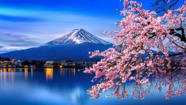 Cherry blossoms in front of Mount Fuji